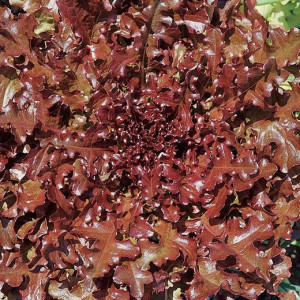 Salata Rossa Ricciolina