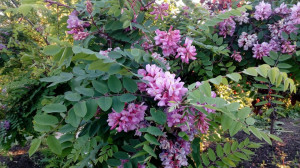 Salcam roz-Robinia Hispida