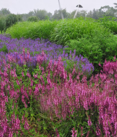 Salvia Nemorosa Rose Queen