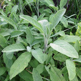 Salvia off.