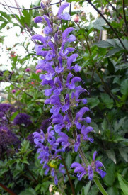 Salvia Transilvanica