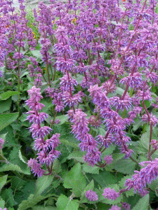 Salvia Verticillata Purple Rain