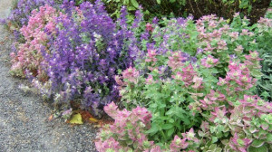 Salvia viridis mix