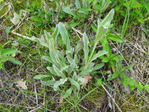 Sideritis Syriaca-Mountain tea