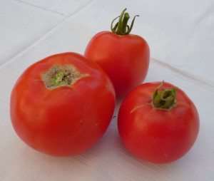 Tomate Buzau 22