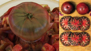 Tomate Black from Tula