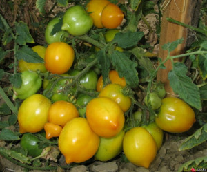 Tomate Lemon Tree