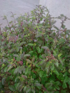 Tulsi-Ocimum tenuiflorum
