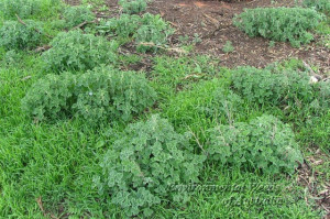 Unguras-Marrubium vulgare