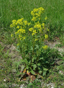 Winter Cress-Barbarea Vulgaris