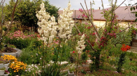 Yucca filamentosa