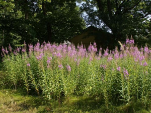 Zburatoarea-Epilobium angustifolium 