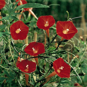 Zorele-Ipomoea Cardianal Climber Red