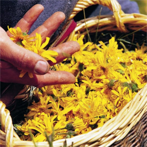 Arnica montana