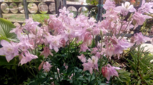 Caldarusa-Aquilegia Vulgaris Pink