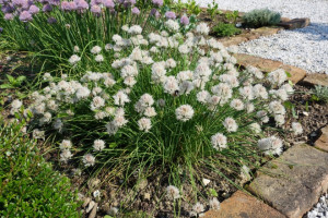 Ceapa de tuns-Chives