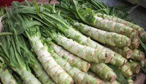 Celtuce-Lactuca sativa var.Augustana