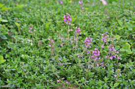 Cimbrisor-Thymus serpyllum