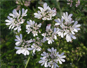 Coriandru-Coriandrum sativum