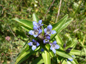 Gentiana Cruciata