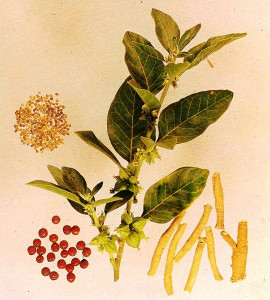 Ginseng Indian-Ashwaganda-Withania somnifera
