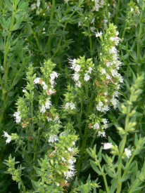 Isop alb-Hyssopus officinalis
