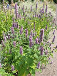 Korean mint-Agastache rugosa  purple