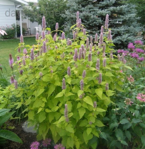 Korean mint-Agastache rugosa Golden Jubilee