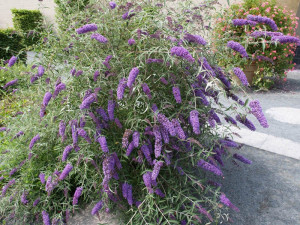 Liliac de vara-Buddleja Davidii Empire Blue 