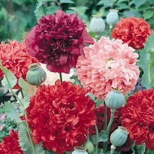 Mac paeony double mix