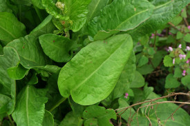 Macris-Rumex acetosa