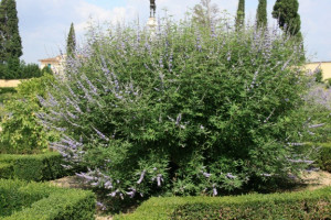 Mielareaua-Vitex agnus castus