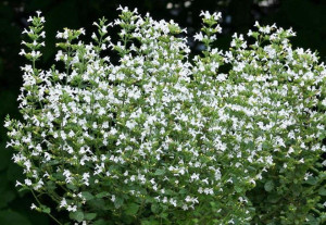 Nepeta cataria-Catusnica 