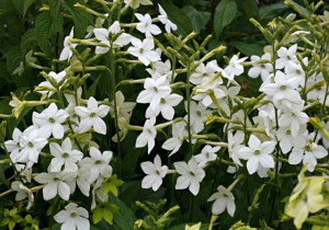 Nicotiana-Regina noptii alba