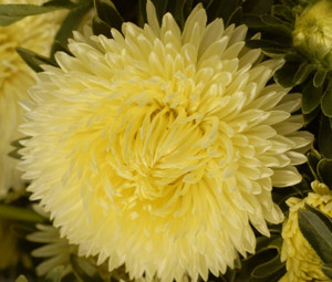 Ochiul boului-Callistephus chinensis Paeony Yellow