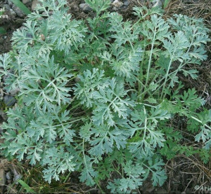 Pelin-Artemisia