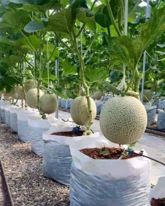 Pepene galben Cantaloupe Honeydew 