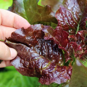 Salata Rossa Ricciolina