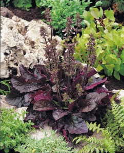 Salvia lyrata Purple Volcano