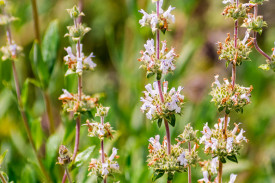 Salvia Mellifera-Black Sage