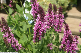 Salvia Nemorosa Rose Queen