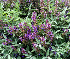 Salvia off.