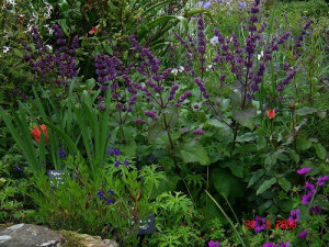 Salvia Verticillata Purple Rain