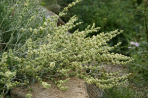 Sideritis Syriaca-Mountain tea