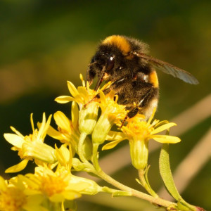 Splinuta-Solidago Virgaurea