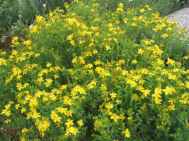 Sunatoare-Hypericum perforatum