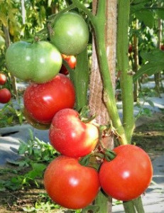 Tomate Buzau 22