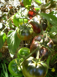 Tomate Black from Tula 