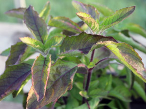 Tulsi-Ocimum tenuiflorum