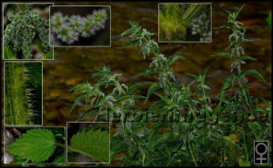 Urzica-Urtica dioica
